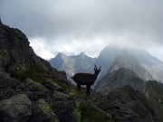 13 stambecco sulla cima del M. Aga